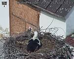 Capi_Dubne_20250421_105003.jpg