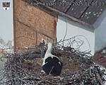 Capi_Dubne_20250421_110003.jpg