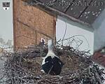 Capi_Dubne_20250421_111003.jpg