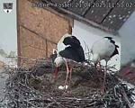 Capi_Dubne_20250421_115002.jpg