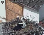 Capi_Dubne_20250421_122503.jpg
