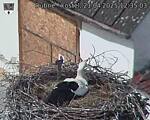 Capi_Dubne_20250421_123503.jpg