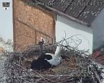 Capi_Dubne_20250421_124003.jpg