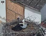 Capi_Dubne_20250421_125003.jpg