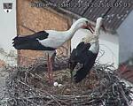 Capi_Dubne_20250421_130503.jpg