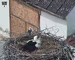 Capi_Dubne_20250421_131502.jpg