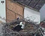 Capi_Dubne_20250421_132002.jpg