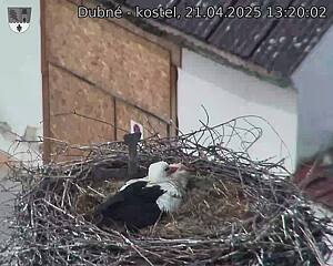 Capi_Dubne_20250421_132002.jpg (1350 x 1080)