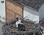 Capi_Dubne_20250421_141003.jpg
