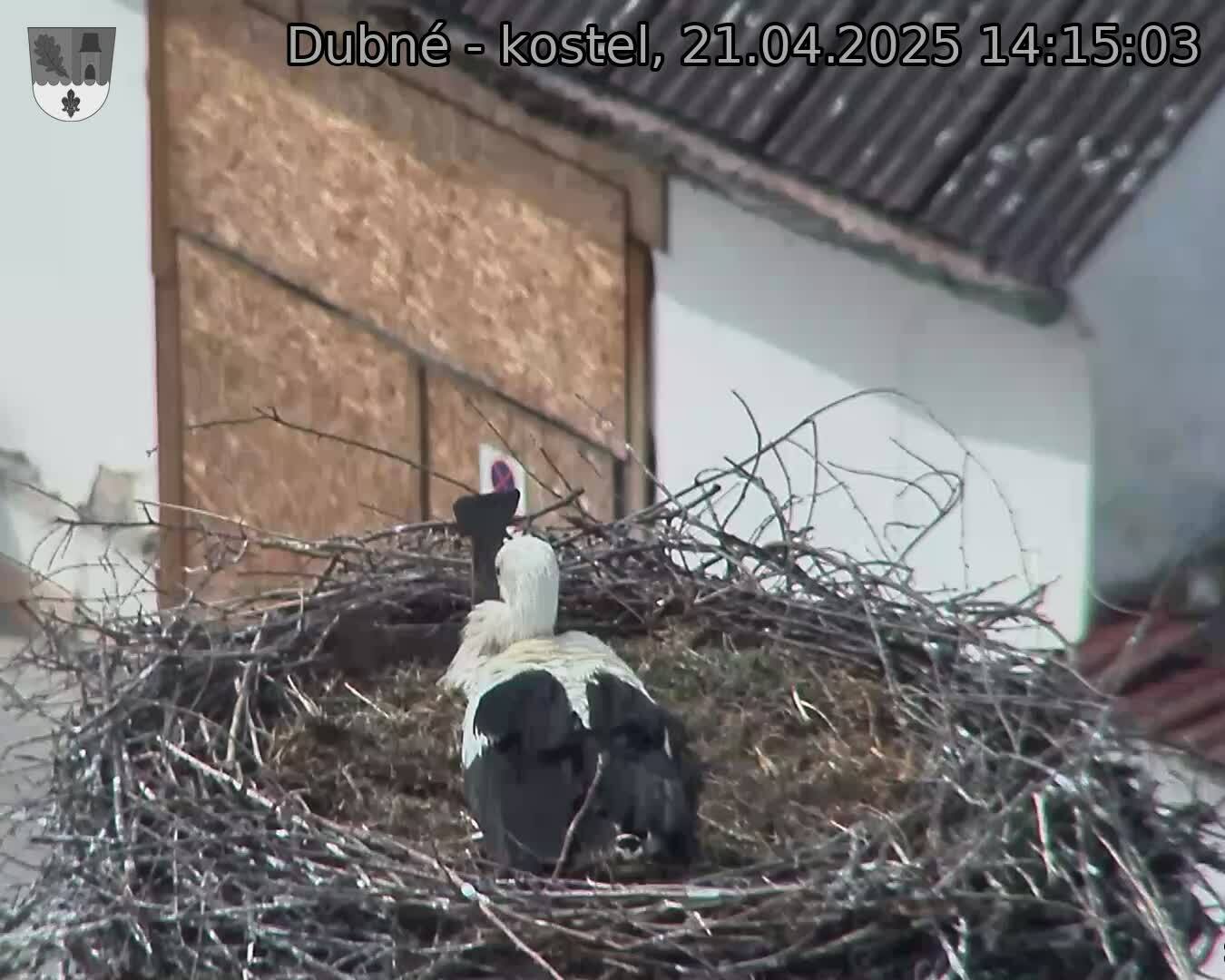 Capi_Dubne_20250421_141503.jpg (1350 x 1080)