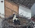 Capi_Dubne_20250421_141503.jpg