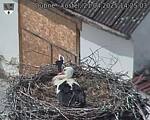 Capi_Dubne_20250421_142503.jpg