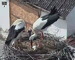 Capi_Dubne_20250421_143002.jpg