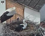 Capi_Dubne_20250421_143503.jpg