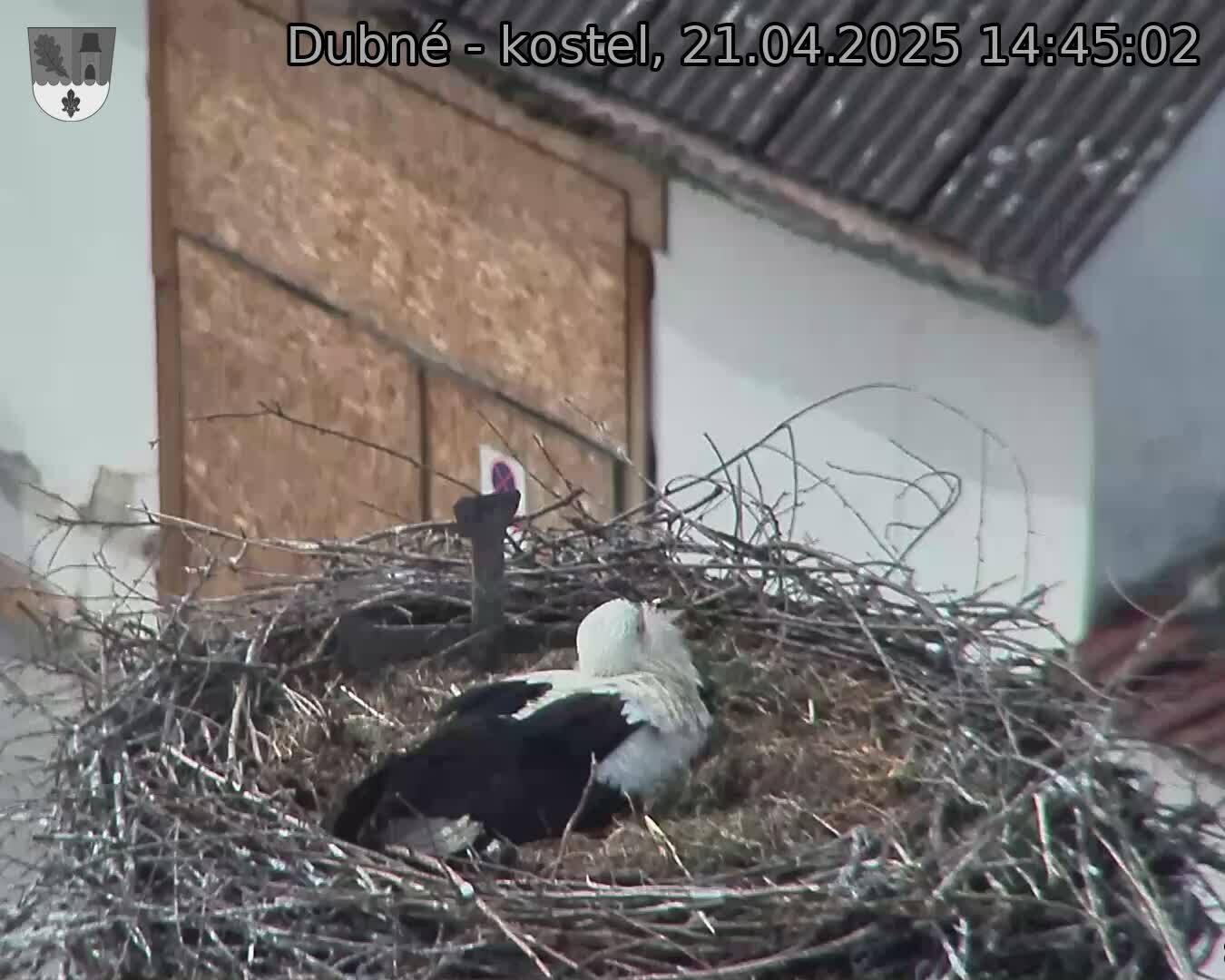 Capi_Dubne_20250421_144502.jpg (1350 x 1080)