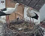 Capi_Dubne_20250421_153003.jpg