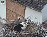 Capi_Dubne_20250421_153503.jpg