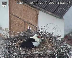 Capi_Dubne_20250421_153503.jpg (1350 x 1080)