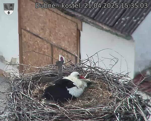 Capi_Dubne_20250421_153503.jpg (1350 x 1080)