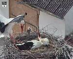 Capi_Dubne_20250421_155503.jpg