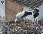 Capi_Dubne_20250421_160002.jpg
