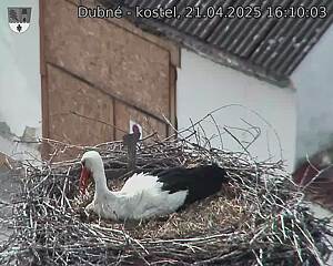 Capi_Dubne_20250421_161003.jpg (1350 x 1080)