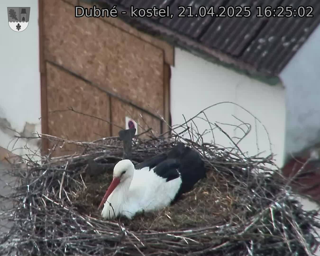 Capi_Dubne_20250421_162502.jpg (1350 x 1080)