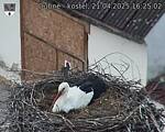 Capi_Dubne_20250421_162502.jpg