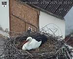 Capi_Dubne_20250421_163003.jpg