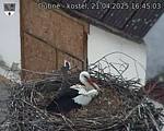 Capi_Dubne_20250421_164503.jpg