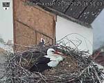 Capi_Dubne_20250421_165003.jpg