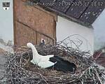Capi_Dubne_20250421_171002.jpg