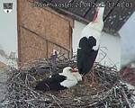 Capi_Dubne_20250421_174003.jpg