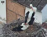 Capi_Dubne_20250421_174503.jpg