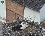 Capi_Dubne_20250421_175503.jpg