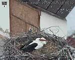 Capi_Dubne_20250421_180002.jpg