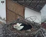 Capi_Dubne_20250421_180503.jpg