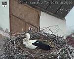 Capi_Dubne_20250421_182503.jpg