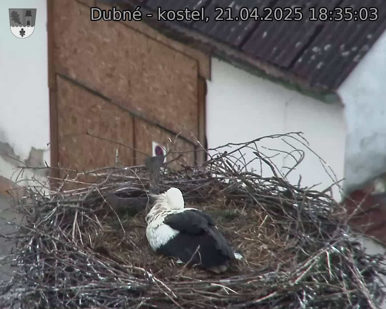 Capi_Dubne_20250421_183503.jpg (1350 x 1080)