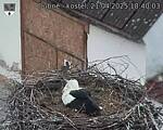 Capi_Dubne_20250421_184003.jpg