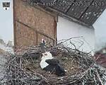 Capi_Dubne_20250421_184503.jpg