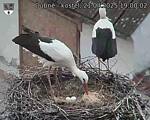 Capi_Dubne_20250421_190002.jpg