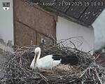 Capi_Dubne_20250421_191003.jpg