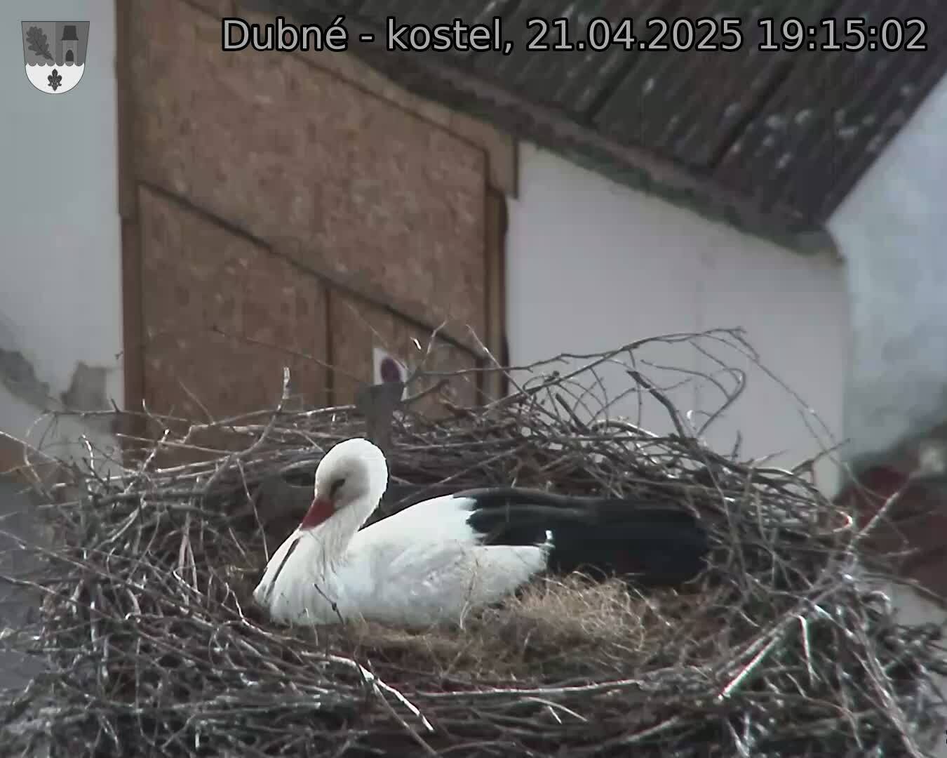 Capi_Dubne_20250421_191502.jpg (1350 x 1080)