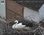 Capi_Dubne_20250421_191502.jpg