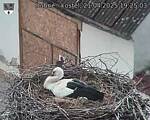 Capi_Dubne_20250421_192503.jpg
