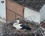 Capi_Dubne_20250421_193003.jpg