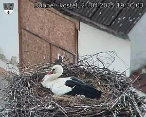 Capi_Dubne_20250421_193003.jpg (1350 x 1080)