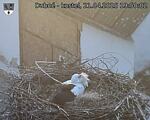 Capi_Dubne_20250421_195002.jpg