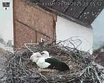Capi_Dubne_20250421_200502.jpg